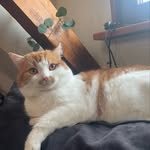 Sara D'Amico - @lilithlovespizza - Instagram