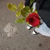 Sara D'Amico - @sara.damico - TikTok