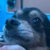 dumb panda - @sarahdanielson46 - TikTok