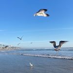 Sara Deacon - @coopdeac - Instagram