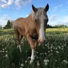 Sarah Degen - @sddegen - TikTok