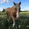 Sarah Degen - @sddegenk9 - TikTok