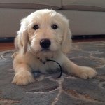 Sara Devlin - @shasha1951 - Instagram