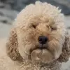 saradevlin4 - @sara.devlin0 - TikTok