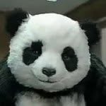 Sara Ding - @pandadin - Instagram