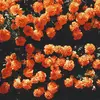 $ARA - @sarathedirector - TikTok