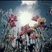 Sara Dodaro - Facebook