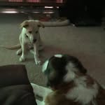 Sara Dodge Stevens - @ssstevens73 - Instagram