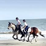 Sarah Dodge - @sarah_dodge_dressage - Instagram