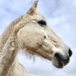 Sara Dow - @sarajane.56 - Instagram
