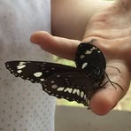 Sarah Downes - Facebook