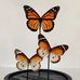 Sarah Drost - Facebook