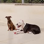 Sara Dutra - Facebook