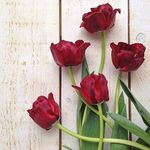 Sara El Derawi - @saraelderawi - Instagram
