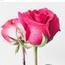 Sara Engels - Facebook