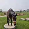 sarajuliano4 - @saraischhaessig_ - TikTok