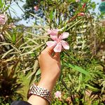 سارہ۔ - @sara._.farooqui - Instagram