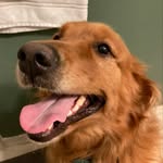 Sara Lynn Fenwick - @jstgoldens - Instagram