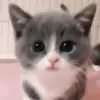 sara_ferris - @sara_ferris - TikTok