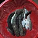Sary Fisherman - Facebook