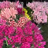 Սառա ծաղկի սրահ - @saraflowerssalon - TikTok