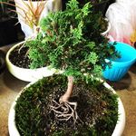 گلخانه سارا - @sara_flowershop_urmia - Instagram