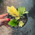 Sara flower - @sara_greenhouse - Instagram