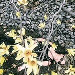 Sara Freeland - @flowerfriendsbysara - Instagram
