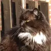 saragoodall - @saragoodall - TikTok