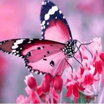 Anshika Goyal - @sara_goyal2023 - Instagram