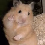 @sarago.yal - Instagram