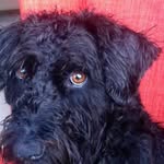 Sara Grantham - @daisydog602 - Instagram