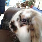 Bugs - @sara_haar_dieren - Instagram