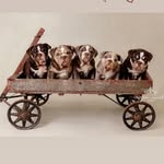 Sara Hardin - @blueriverbulldogsllc - Instagram