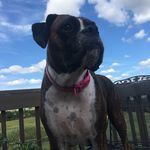 Sara Hawthorne - @boxerfamilyfarm - Instagram