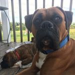 Sara Hawthorne - @boxerfamilyfarm1 - Instagram