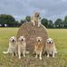 Sara Healy - Facebook