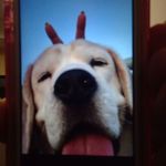 Sara Healy - @peace_pups - Instagram