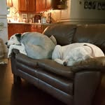 Sara Sparks Henrichs - @sparkshenrichs - Instagram