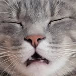 Sara Hermanson - @toof_vet - Instagram