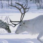 Sara Herndon - @winter_reindeer_very_festive - Instagram