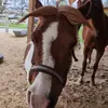 Sara Herzog - @user82561176 - TikTok