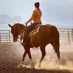 Sara Hiatt - Magnawave Practioner - @pemf.equine - Instagram