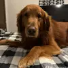 Sara A Hilton - @sara.a.hilton - TikTok
