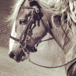 Sara Hoch - @shoch88 - Instagram