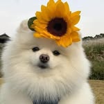 Sara Javed Khan - @_thecymopoleia - Instagram