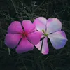 Sara Joye - @sarajoye0 - TikTok