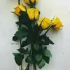 Sarakain - @sarakayn90 - TikTok