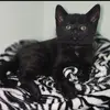sarakassous - @sarakassous - TikTok
