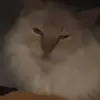 Sara Kate - @sara_studlack - TikTok